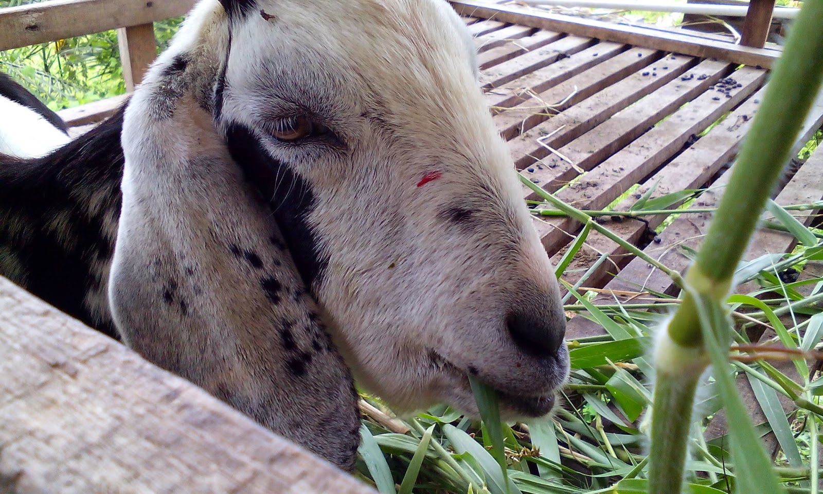 Gembala Kambing: Penyakit Bottle Jaw