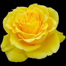 Hd Images Of Yellow Rose 7