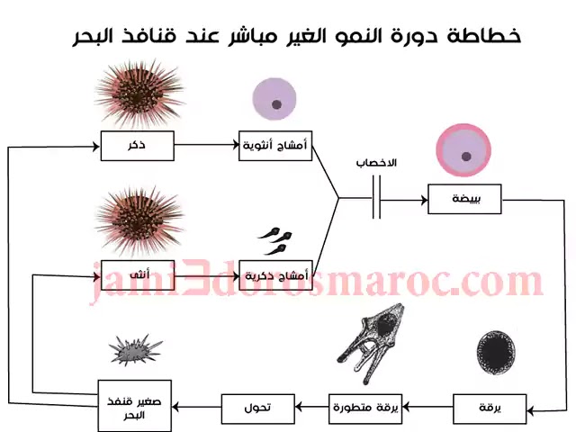 ملخص درس التوالد عند الحيوانات للسنة الثانية اعدادي