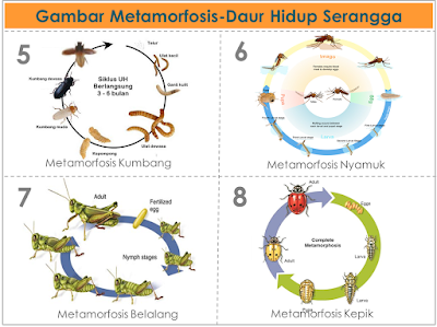 GAMBAR METAMORFOSIS-DAUR HIDUP PADA SERANGGA DAN AMFIBI 