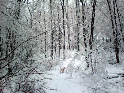 Moe in the snow