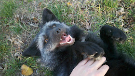 fox getting belly rub, funny animal pictures, animal pics