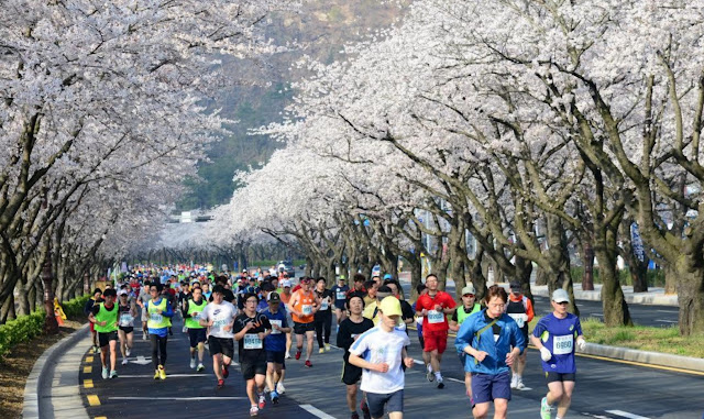 Resultado de imagem para gyeongju cherry blossom marathon