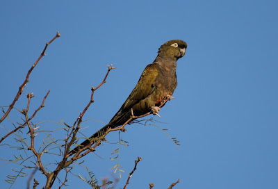 Loro barranquero Cyanoliseus patagonus