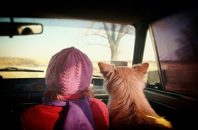 4 Safety Tips When Traveling With Pets