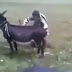 Donkey Rider Funny Style.