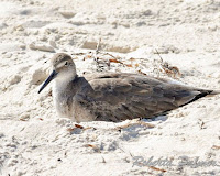 Willet in non-breeding plumage – St. George Island, FL – Apr. 1, 2018 – Roberta Palmer