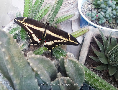 Bella mariposa sobre un cactus