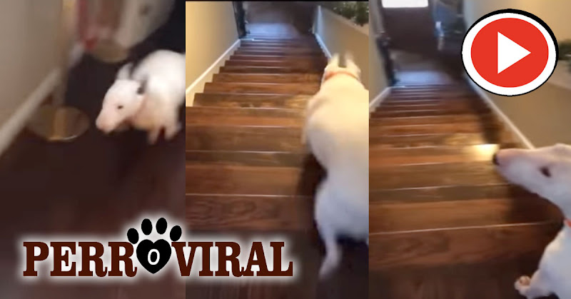 American Bully muestra su particular forma de saltar las escaleras