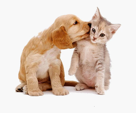 can cat and dog be introduced