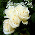 Flores, Fotos de Rosas Blancas, parte 1