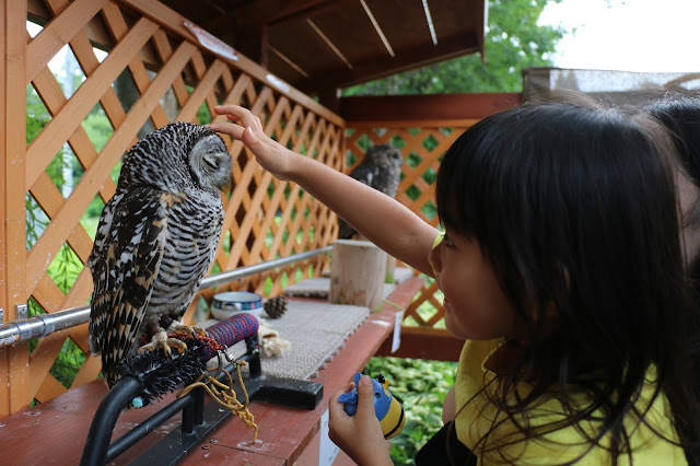 アカアシモリフクロウとの触れ合い