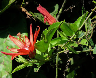 Passiflora quadriglandulosa