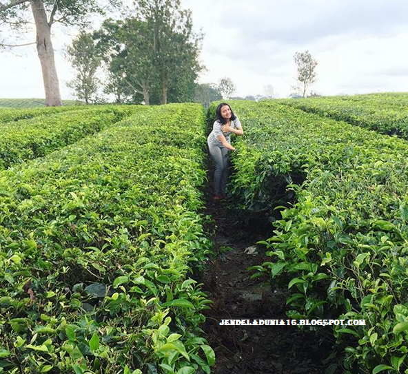 [http://FindWisata.blogspot.com] Pesona Keindahan Objek Wisata Kebun Teh Sidamanik