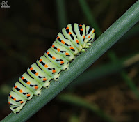 Oruga de Papilio machaon