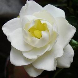 Rong Spa珈榕生活館 誕生花語系列 六月份 槴子花 我很幸福 好高興 所愛 Rong Spa珈榕生活館 誕生花語系列 六月份 槴子花 我很幸福 好高興 所愛