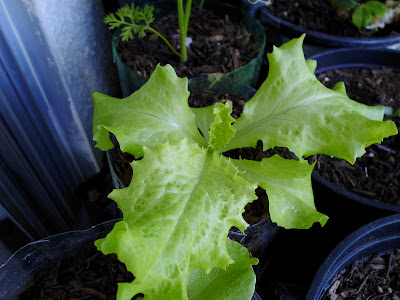 Grand Rapids Lettuce 5-6 weeks old second