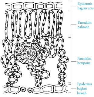 Parenkim palisade dan parenkim berspons