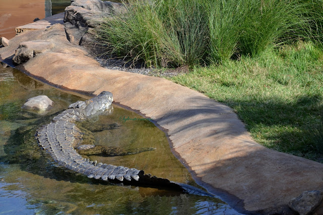 The Nile Crocodile