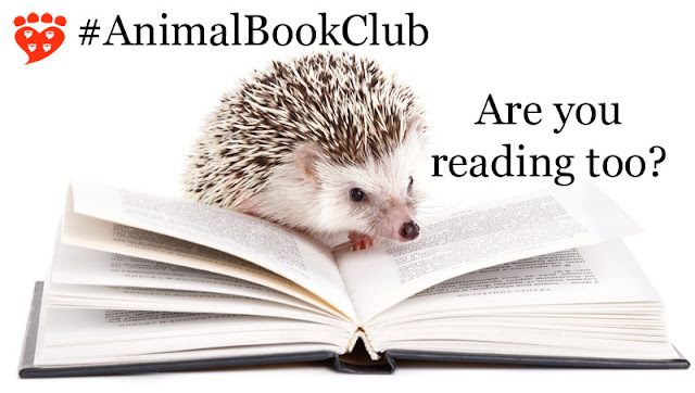 An African hedgehog is reading a book, apparently