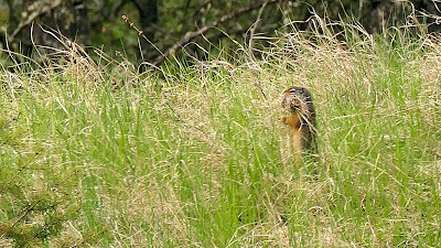 Columbian ground squirrel