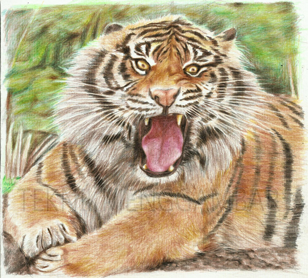 MENGGAMBAR HARIMAU SUMATRA DENGAN PENSIL WARNA