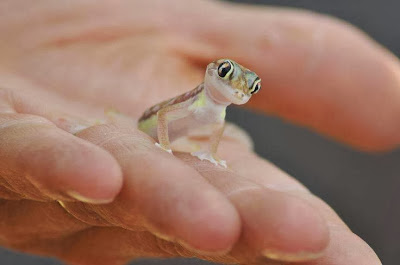 Cutie Gecko.