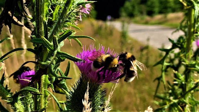 Hommel op speerdistel