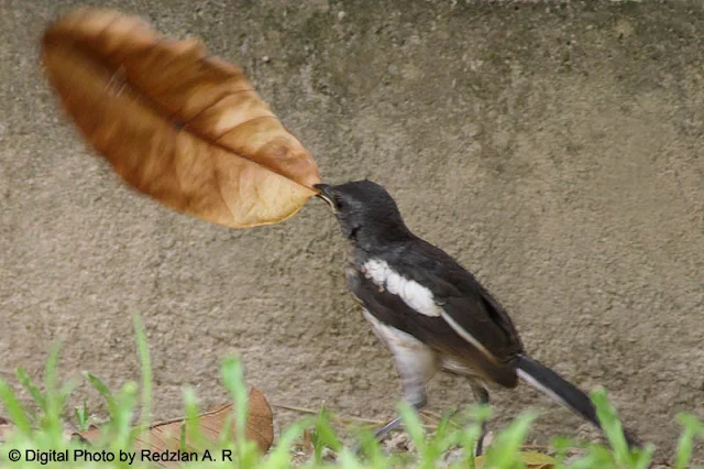 Lifting the dry leaf to sharpen her hunting skill