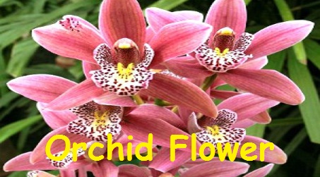 Orchid Flowers Picture