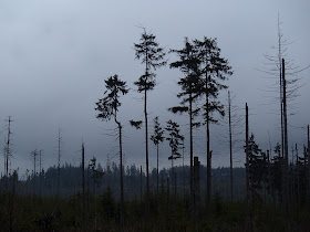 Sudety, Góry Stołowe, Białe Skały, Skała Puchacza
