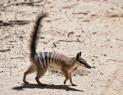 Numbat facts and information
