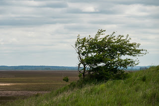 Inner Tidal Bank | Sir Peter Scott Walk Photo