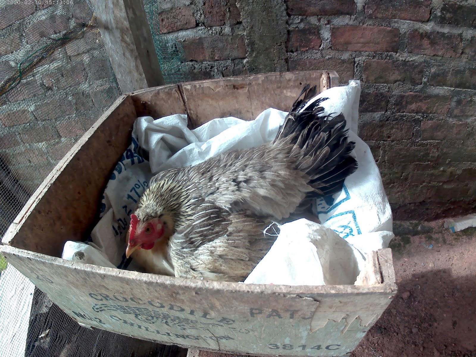 Cara merawat anak ayam  yang baru menetas  agar tidak mati 