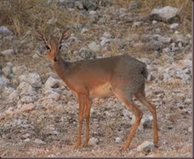 Amazing Pictures of Animals photo Nature, exotic, funny, incredibel Zoo, Dik-dik, antelope. Alex (1)