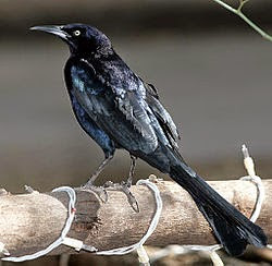 Aves de El Salvador