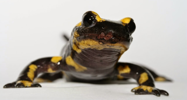 Salamandra de fuego, cordados y biologia