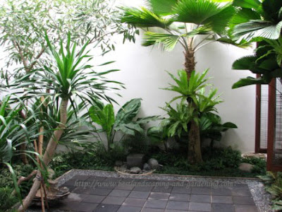 Tropical style garden pictures