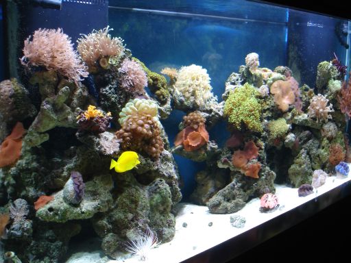 fish tank wallpaper. Aquarium