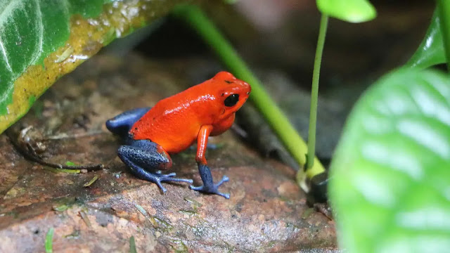 Strawberry Poison Dart Frog