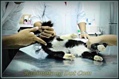 Al Kisah Si Motet, Vaksin Kucing, Ubat Cacing, Kucing Mata 