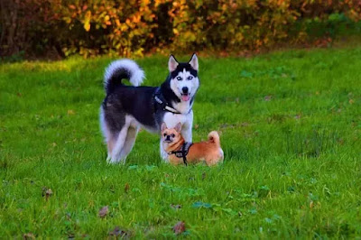 Are Huskies Good with Small Dogs