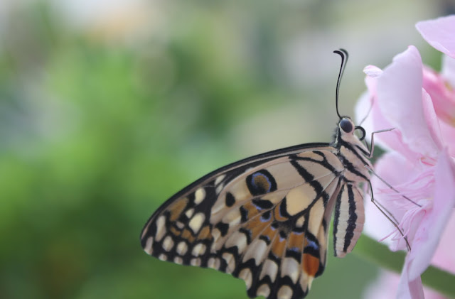 Metamorfosis Kupu Papilio Demoleus 