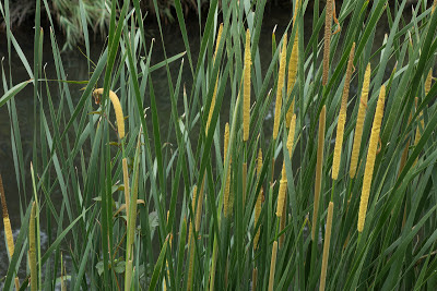 Southern Cattail,ヒメガマ,姫蒲,Typha domingensis