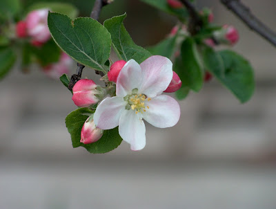 apple tree flower. And buds on apple-tree aroma