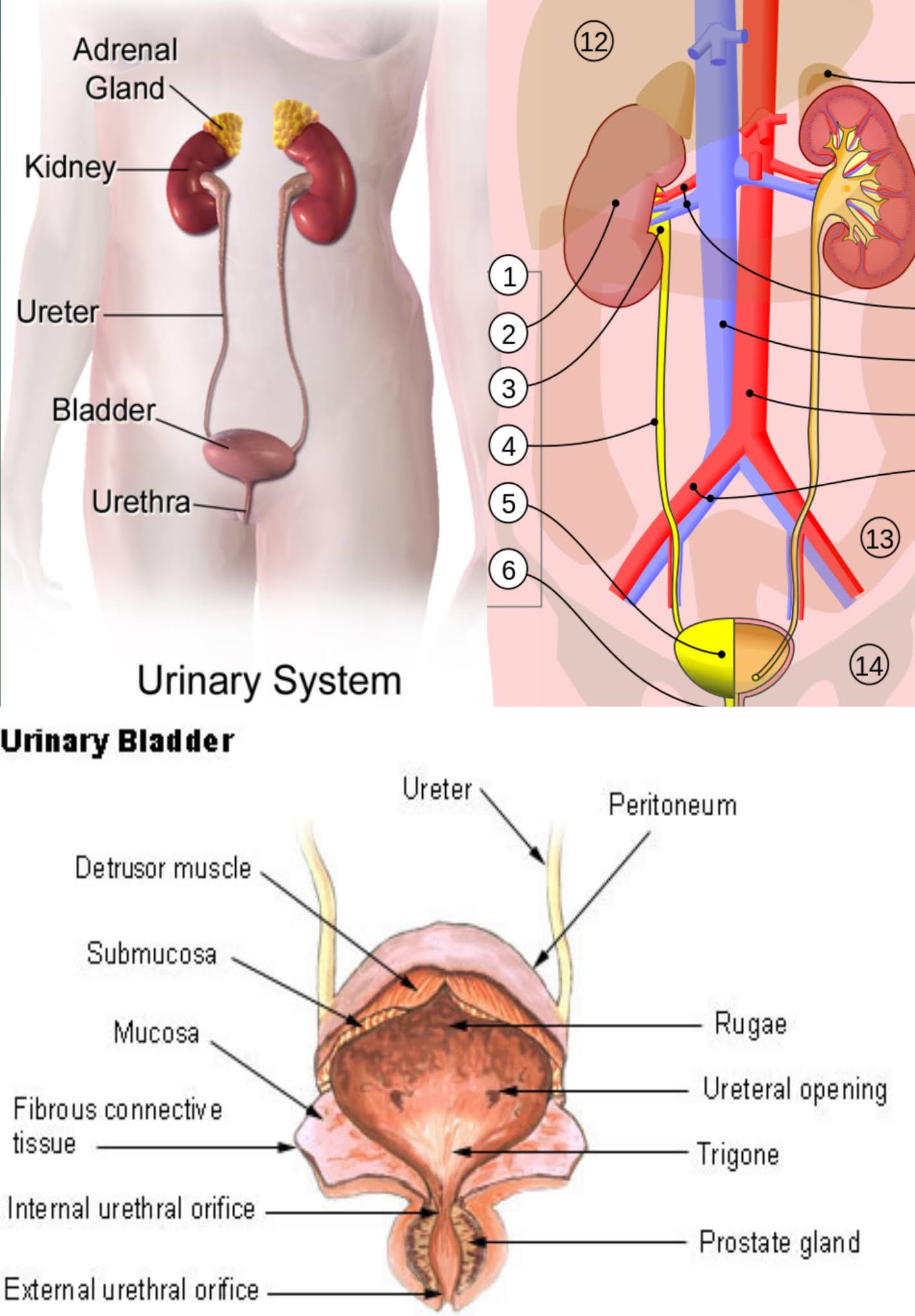 urinary bladder