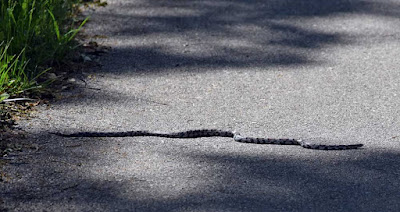 Snake on trail