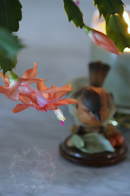 Christmas cactus...