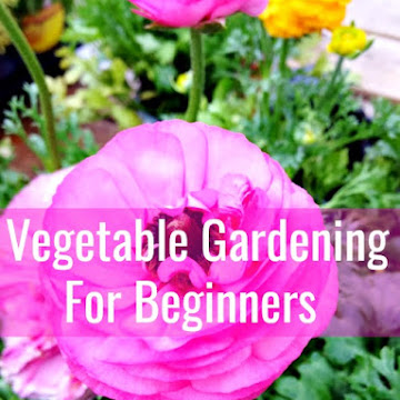 How To Grow A Vegetable Garden From Seeds