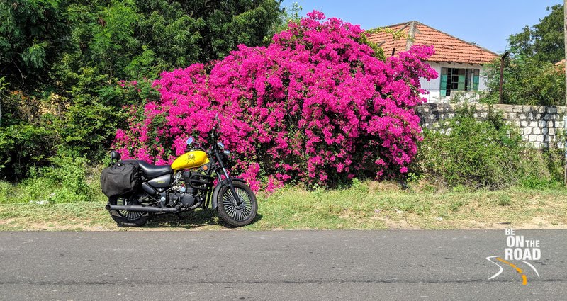 My Custom Motorcycle and a Bright Bouganvilla bush
